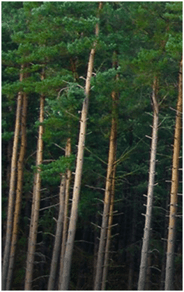 Spruce Pine Fir from British Columbia (B.C) Canada