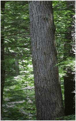 Western Hemlock Tree from British Columbia (B.C) Canada