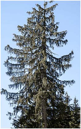 Yellow Cedar Tree from British Columbia (B.C) Canada
