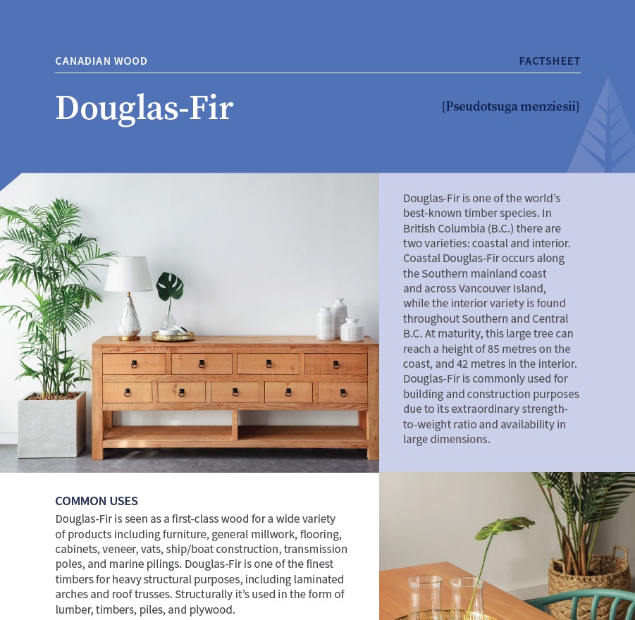 Douglas Fir Tree from Canada