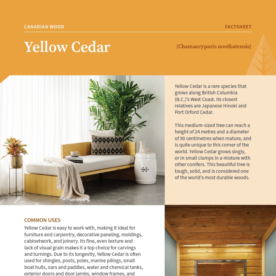 Yellow Cedar Tree from Canada